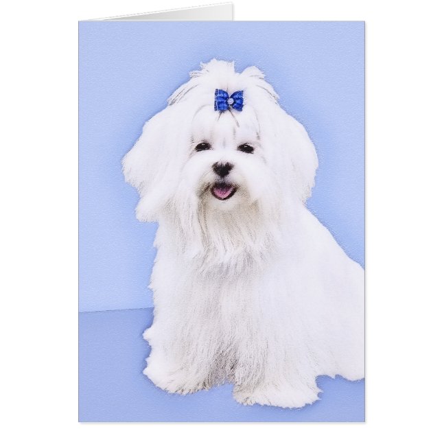 Maltese Painting - Cute Original Dog Art (Front)