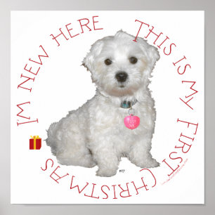 Maltese Pup First Christmas Poster