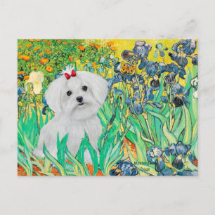 MALTESE pup - Irises Postcard