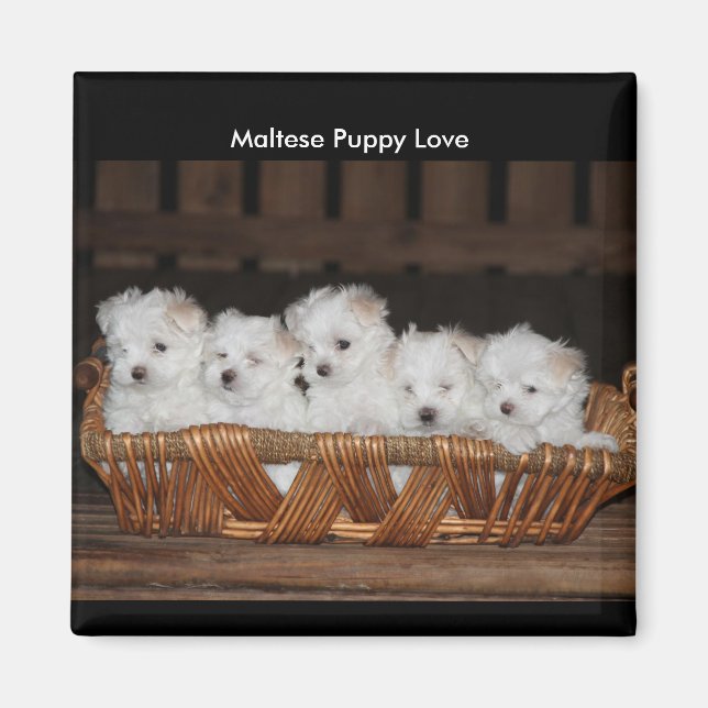 Maltese Puppies, Basket, "Maltese Puppy Love" Magnet (Front)