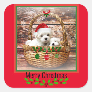 Maltese Puppies Christmas design Square Sticker