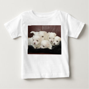 Maltese Puppies - Five of Them on T-shirts
