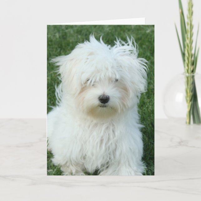 Maltese Puppies Greeting Card (Front)
