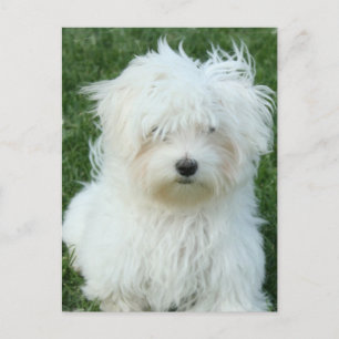 Maltese Puppies Postcard