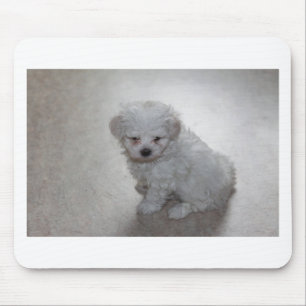 Maltese Puppy (9 Months Old) Mouse Mat
