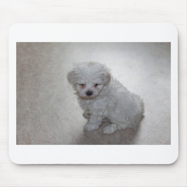 Maltese Puppy (9 Months Old) Mouse Mat (Front)