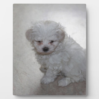 Maltese Puppy (9 Months Old) Plaque