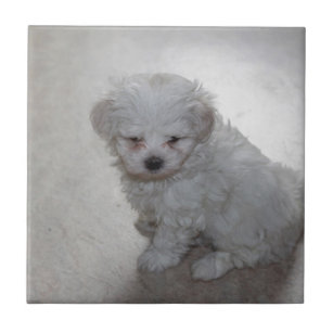 Maltese Puppy (9 Months Old) Tile