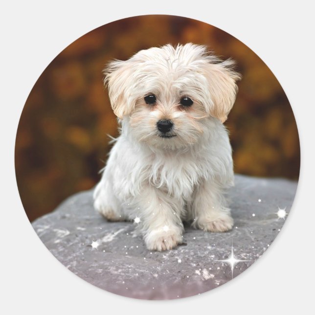 Maltese Puppy...adorable Classic Round Sticker (Front)