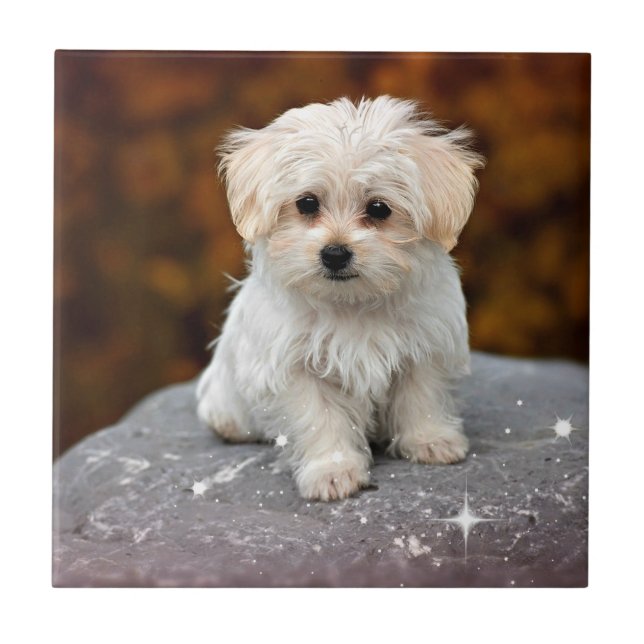 Maltese Puppy...adorable Tile (Front)