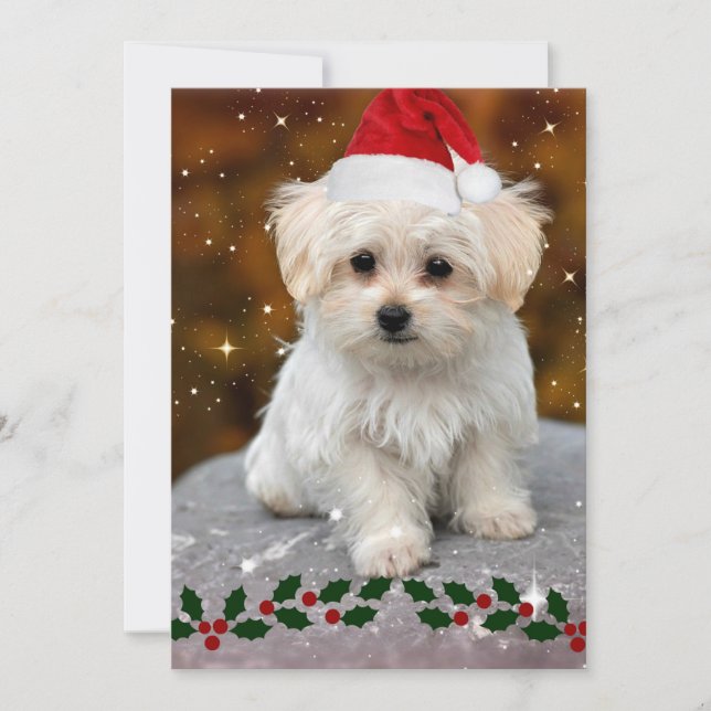 Maltese Puppy at Christmas Card (Front)