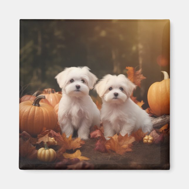 Maltese Puppy Autumn Delight Pumpkin  Magnet (Front)