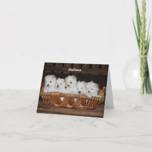 Maltese, Puppy, Basket, Customisable Note Holiday Card