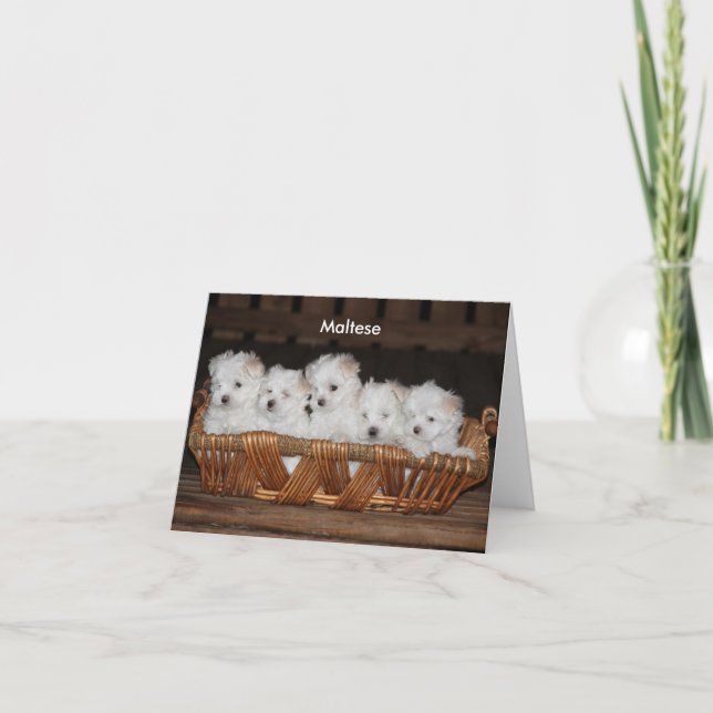 Maltese, Puppy, Basket, Customisable  Note Holiday Card (Front)