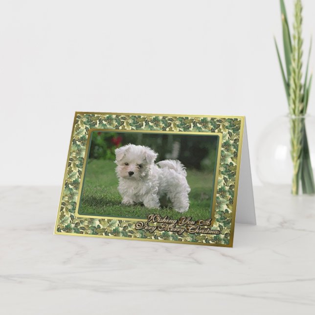 Maltese Puppy Blank Christmas Card (Front)