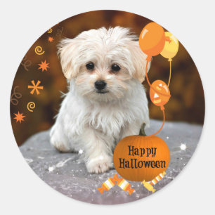 Maltese Puppy Celebrates Halloween Classic Round Sticker