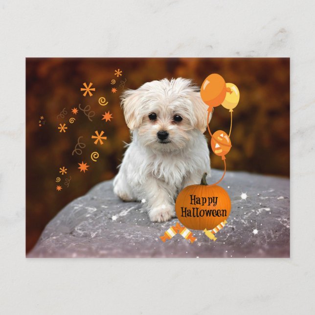 Maltese Puppy Celebrates Halloween Postcard (Front)