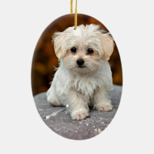 Maltese Puppy Ceramic Tree Decoration