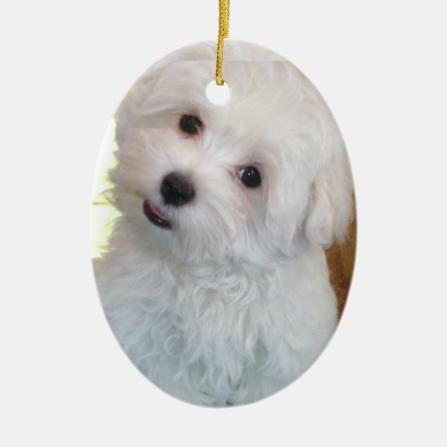 Maltese Puppy Ceramic Tree Decoration (Front)