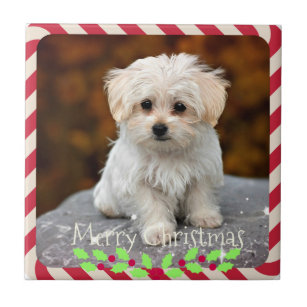 Maltese Puppy...Christmas frame Tile