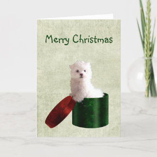 Maltese puppy Christmas Holiday Card