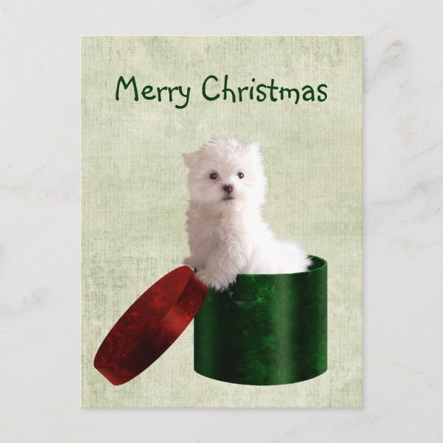 Maltese puppy Christmas Holiday Postcard (Front)
