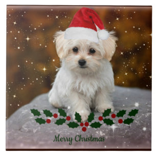 Maltese Puppy Christmas Tile