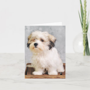 Maltese Puppy Dog Blank Note Card