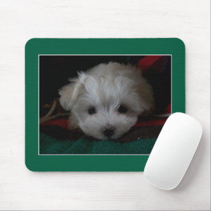 Maltese Puppy Eyes Mouse Pad