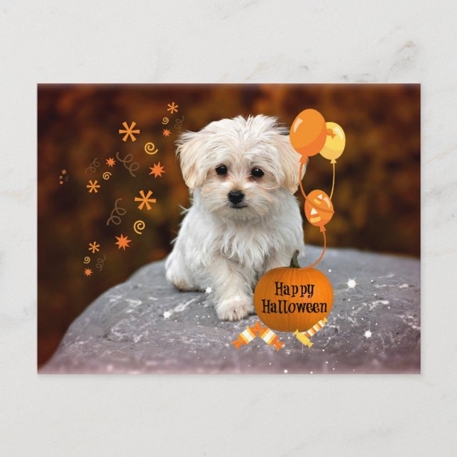 Maltese Puppy, Halloween Celebration Invitation Postcard (Front)