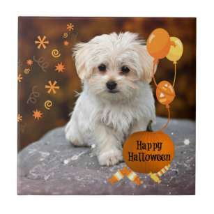 Maltese Puppy, Halloween Celebration Tile