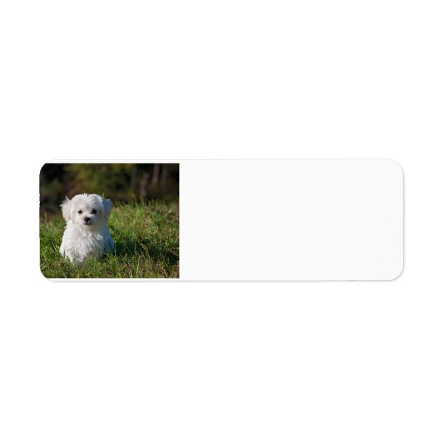 maltese puppy in grass (Front)