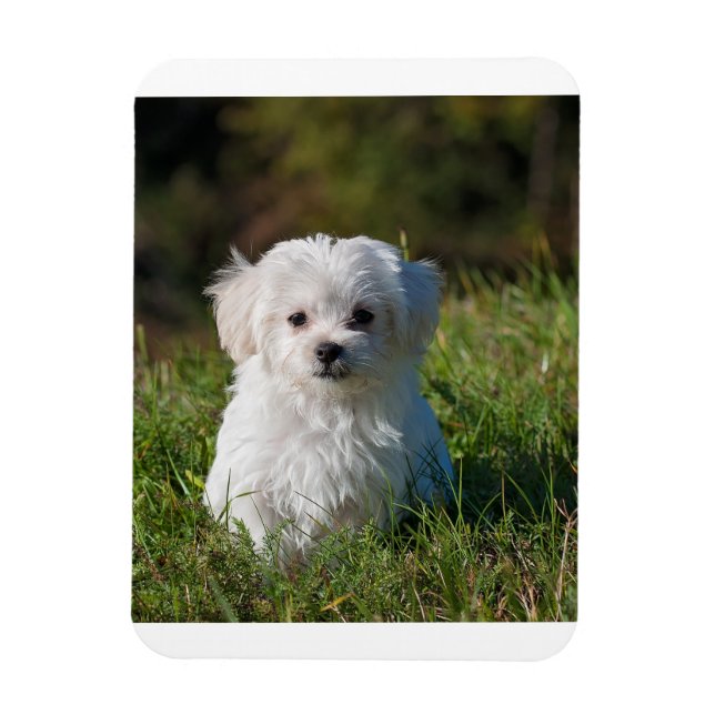 maltese puppy in grass magnet (Vertical)