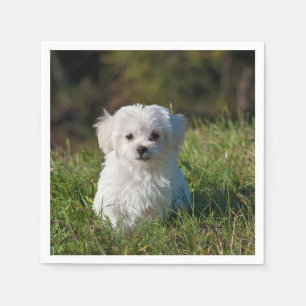 maltese puppy in grass napkin