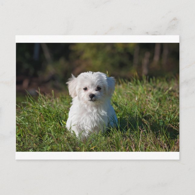 maltese puppy in grass postcard (Front)