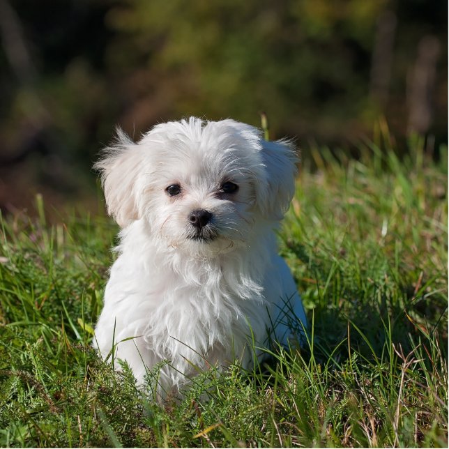 maltese puppy in grass standing photo sculpture (Front)