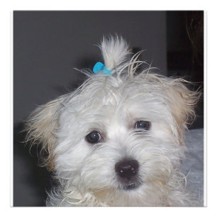 Maltese puppy photo print