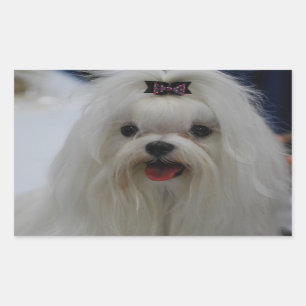Maltese Puppy Stickers