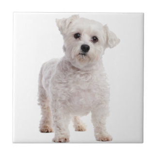 Maltese Puppy Tile