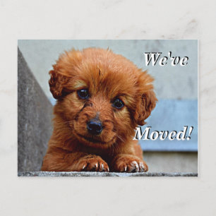 Maltese puppy We've Moved New Address Postcard