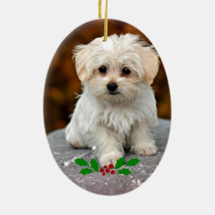 Maltese Puppy with Christmas holly Ceramic Tree Decoration