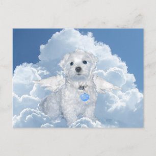 Maltese Rescue Angel Postcard