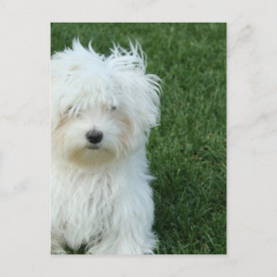 Maltese Rescue Postcard