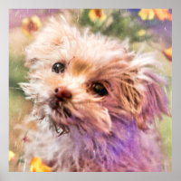 Maltese Rescue Puppy 2 LOOKING THROUGH TEARS Poste