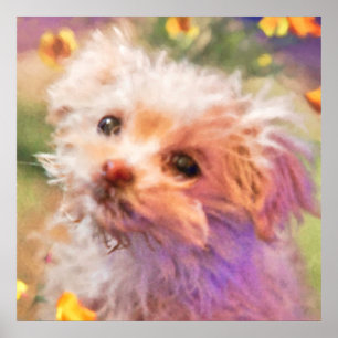 Maltese Rescue Puppy 2 LOOKING THROUGH TEARS Poster