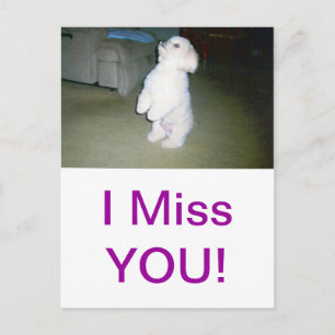 Maltese Sitting Up Postcard