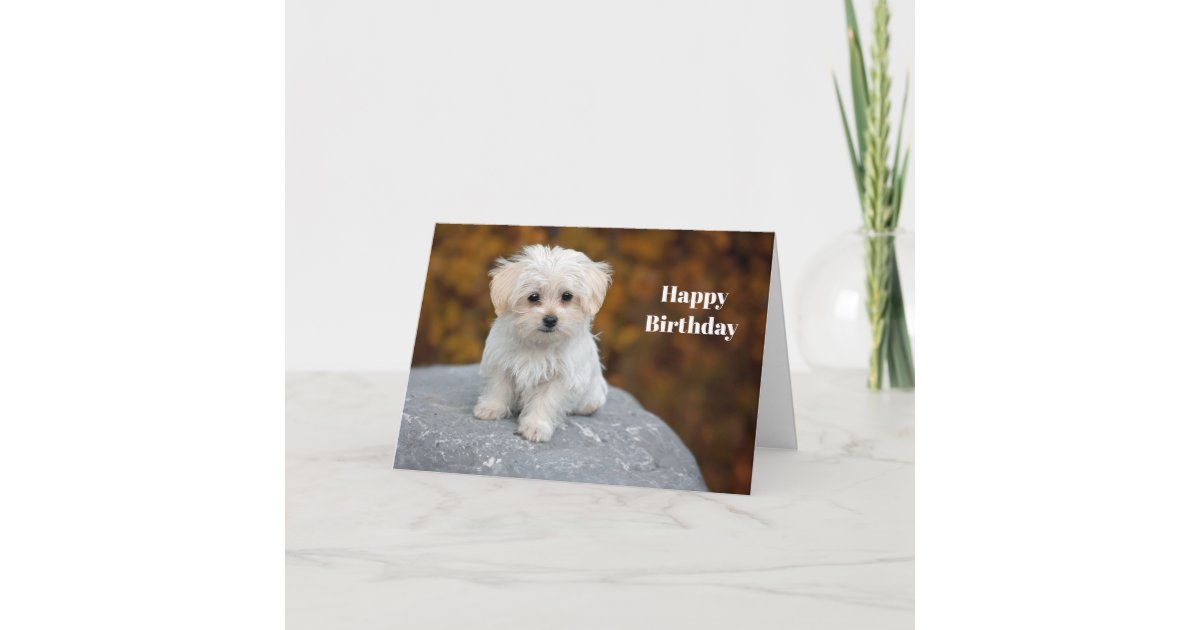 Maltese White Puppy Photo Birthday Card | Zazzle
