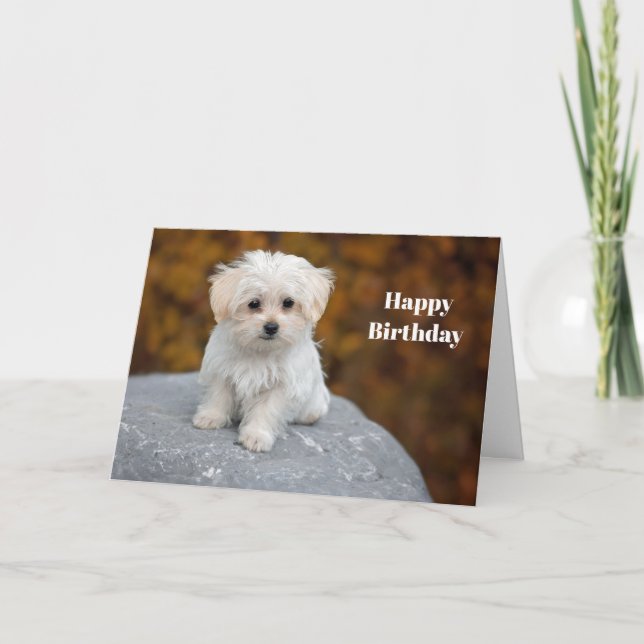 Maltese White Puppy Photo Birthday Card (Front)