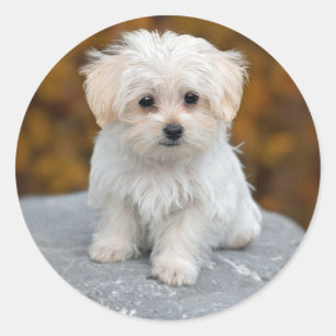 Maltese White Puppy Photo Classic Round Sticker