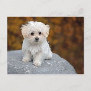 Maltese White Puppy Photo Postcard